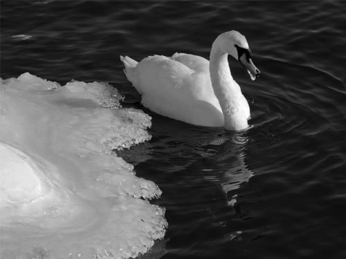Swan and Ice 2