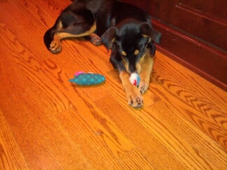 Rolo with cat toys
