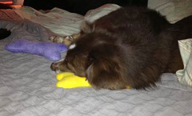 Gypsy uses dog bone as pillow
