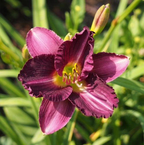 dark burgundy ruffled day lily
