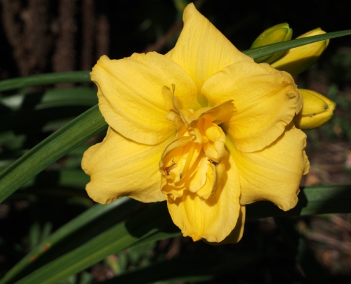 yellow ruffled daylily