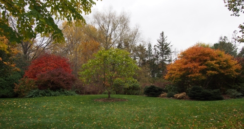 Japanese maple trees in fall color on far left and right