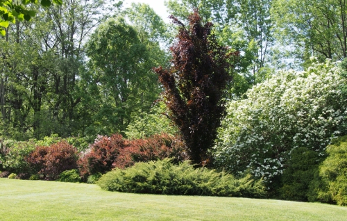 Backyard border featuring our columnar beech tree