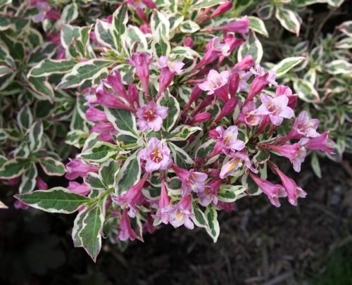 Variegated weigela with pink flowers