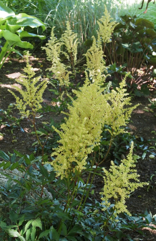 Astilbe - This one actually has a peachy tint to it.