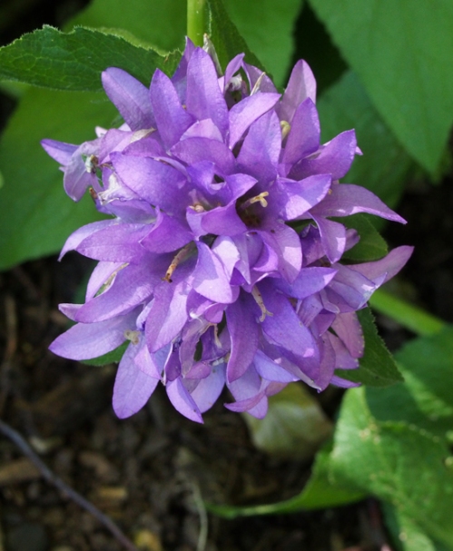 Purple Clustered Bellflower