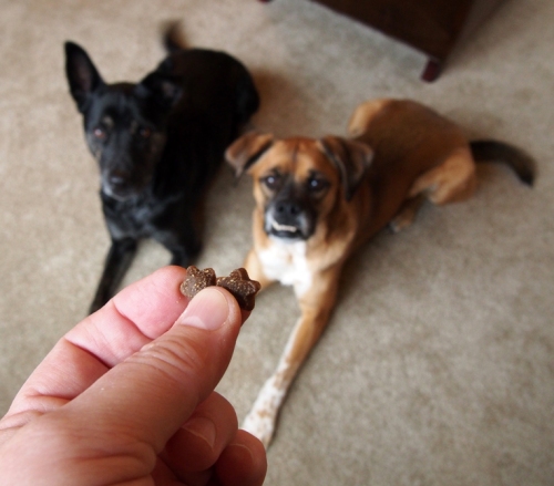 Those sure are tiny treats. I sure hope we get more than one little piece.